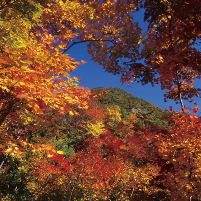 紅葉の見頃