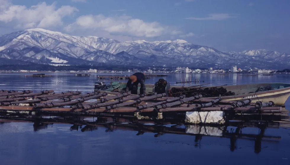 カキの養殖風景。加茂湖には約600台のいかだが浮かんでいます。