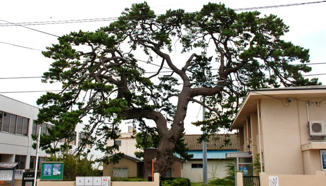 村雨の松