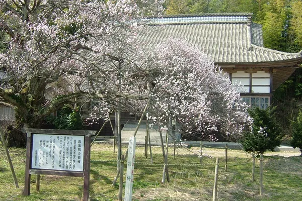 真法院の苔梅