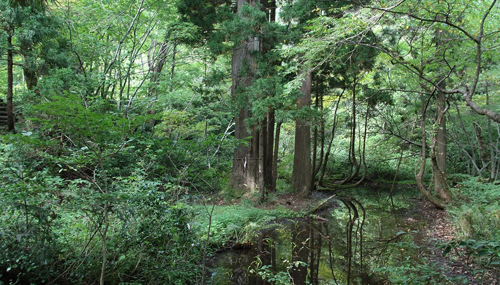 鬱蒼とした原生林が広がっています。