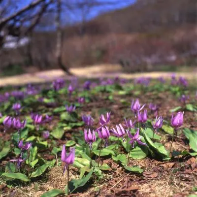カタクリの開花状況