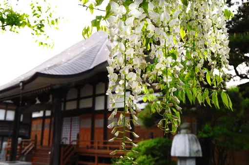 八王寺の大白藤
