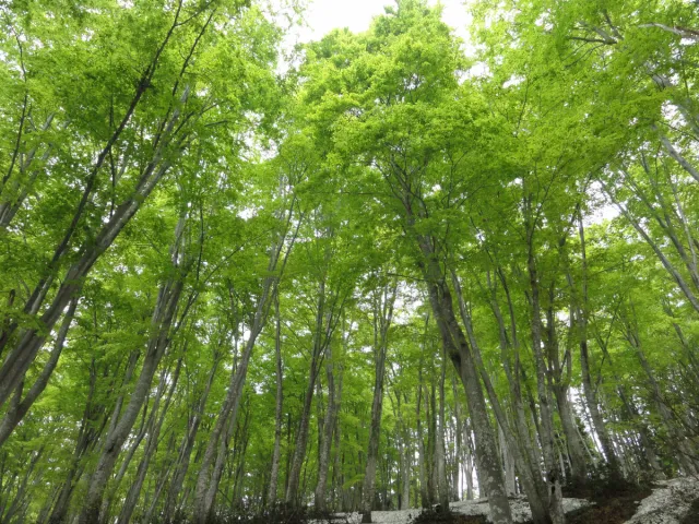津南町森林セラピー基地