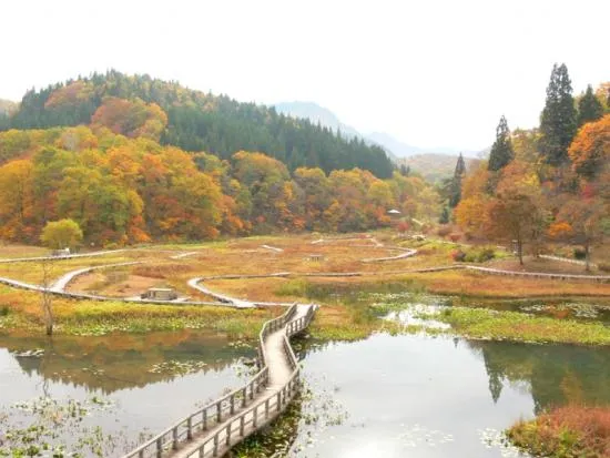 紅葉の見頃