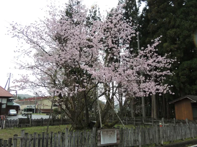 極楽寺の野中ザクラ