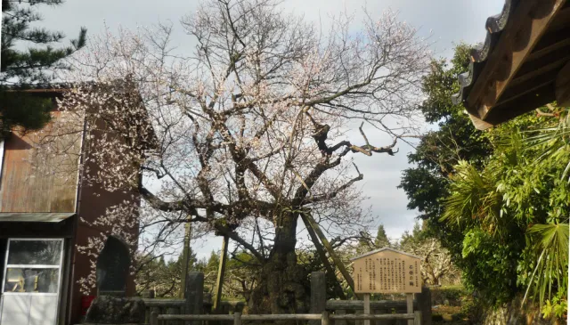 石抱の梅