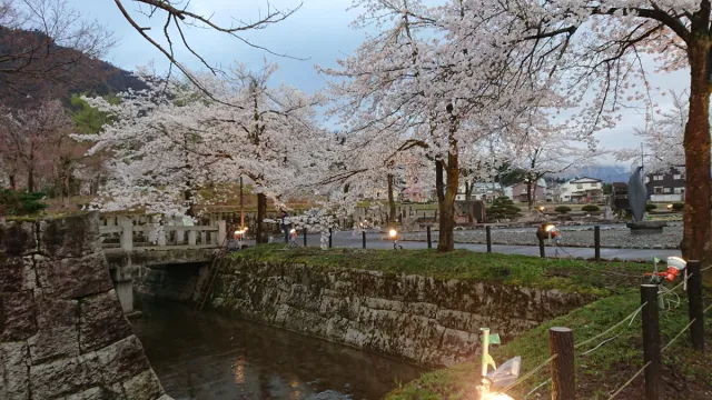 桜の開花状況