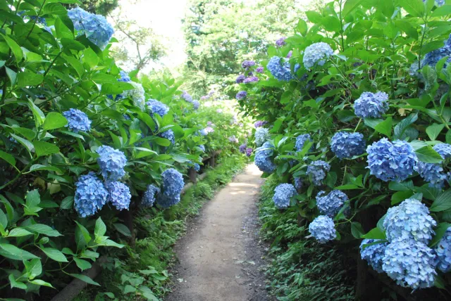 護摩堂山あじさい園