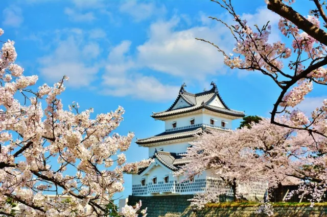 桜の開花状況