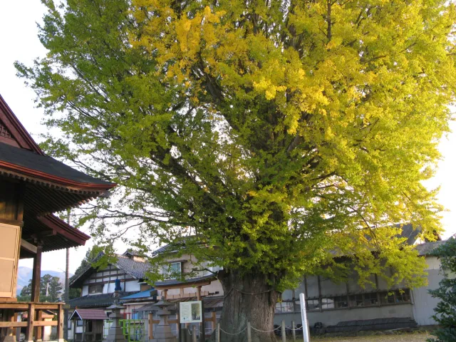 上郷屋のオハツキイチョウ