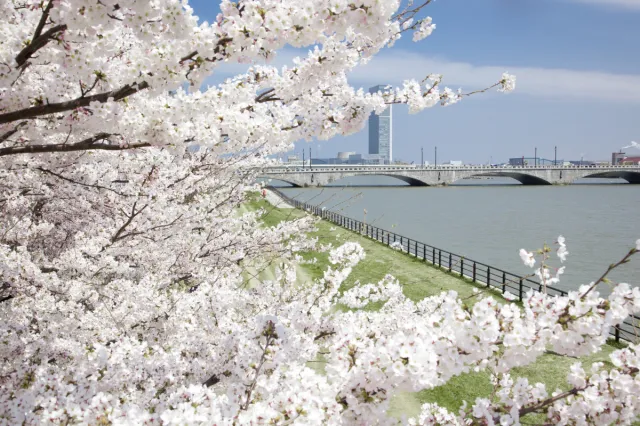 桜の開花状況