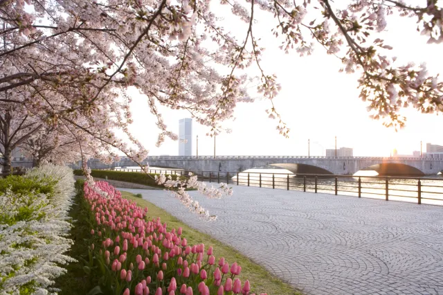 チューリップの開花状況