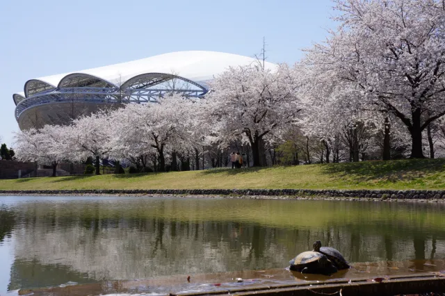 桜の開花状況