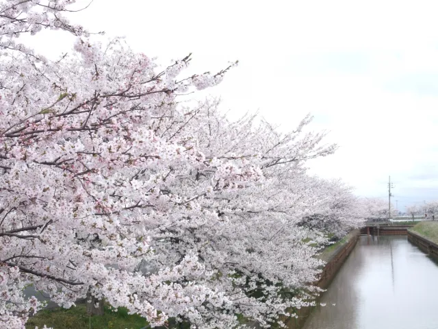 すご堀の桜並木