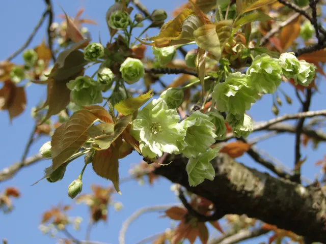 北山池公園【桜の名所】