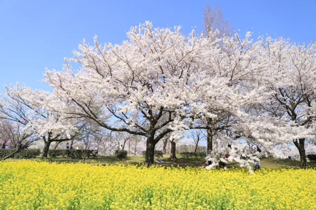 桜の開花状況