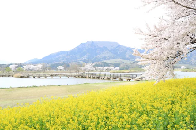 菜の花の開花状況