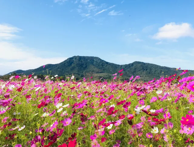 コスモスの開花状況