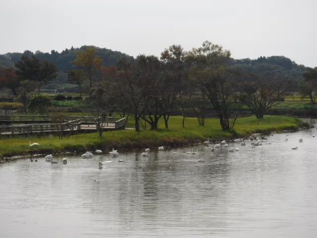 白鳥の飛来状況