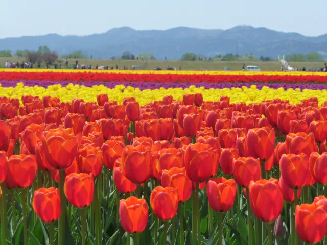 チューリップの開花状況