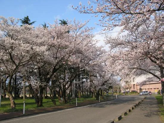 桜の開花状況
