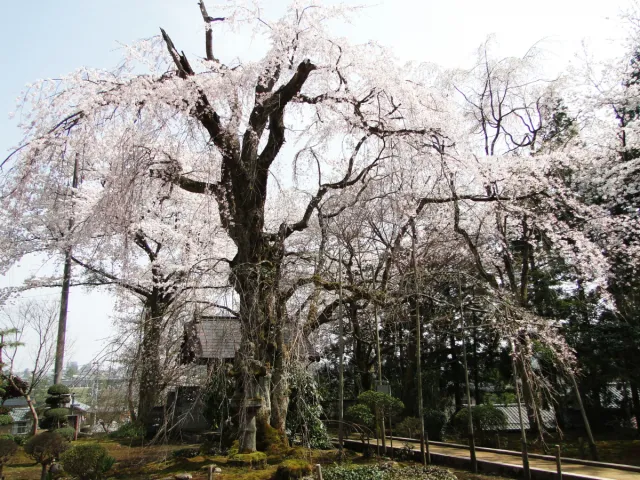 香林寺のしだれ桜