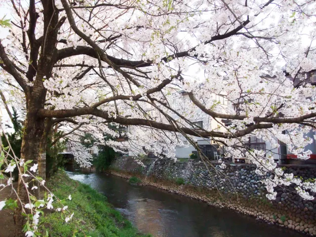 桜の開花状況