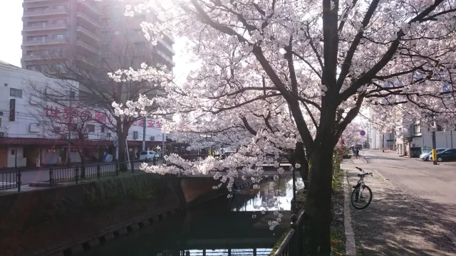 柿川【桜の名所】
