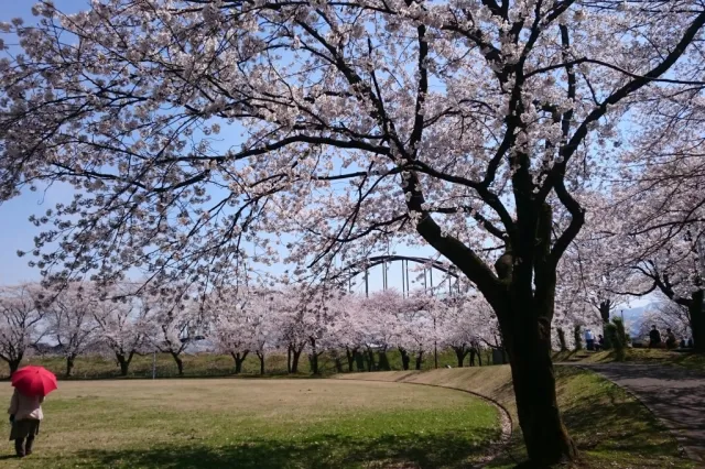 桜の開花状況