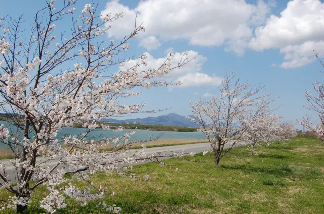 桜の開花状況