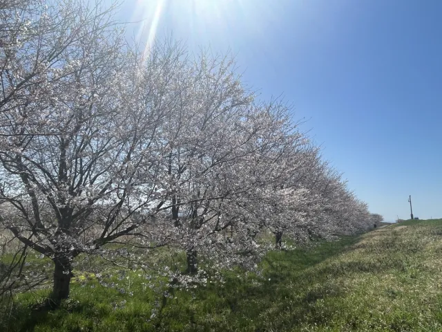 万本桜植樹帯