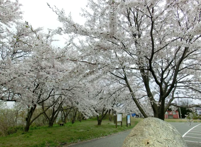 野積河川公園
