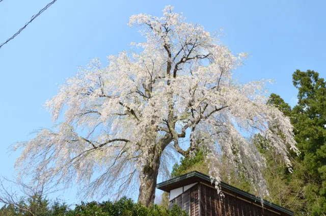 桜の開花状況