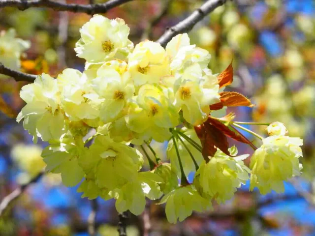 黄桜の丘公園