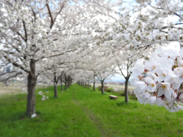 桜の開花状況