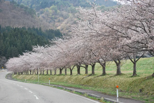 桜の開花状況
