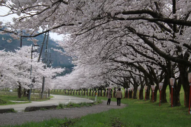高瀬の桜並木 (見頃:例年4月初旬)