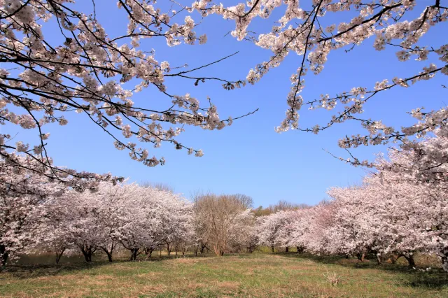 桜の開花状況