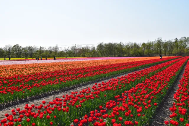チューリップの開花状況
