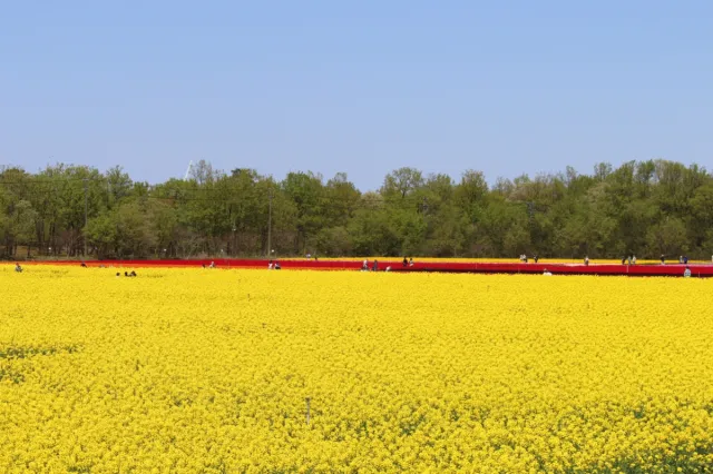 菜の花の開花状況