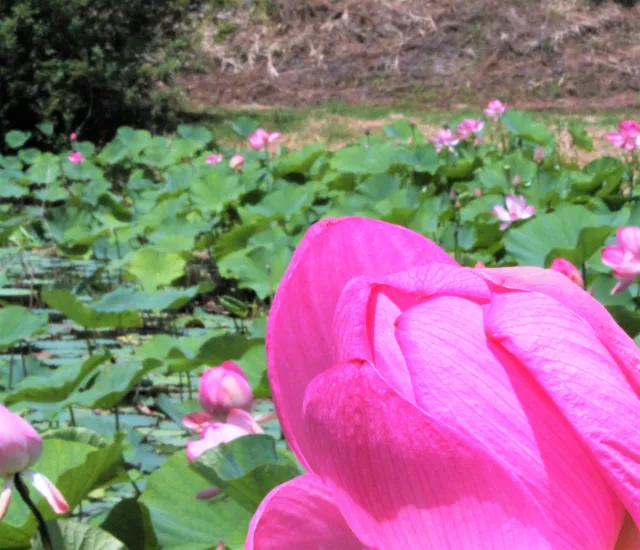 その他の花の開花情報