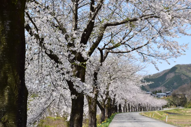 桜の開花状況