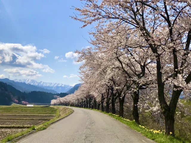 胎内川河川敷千本桜