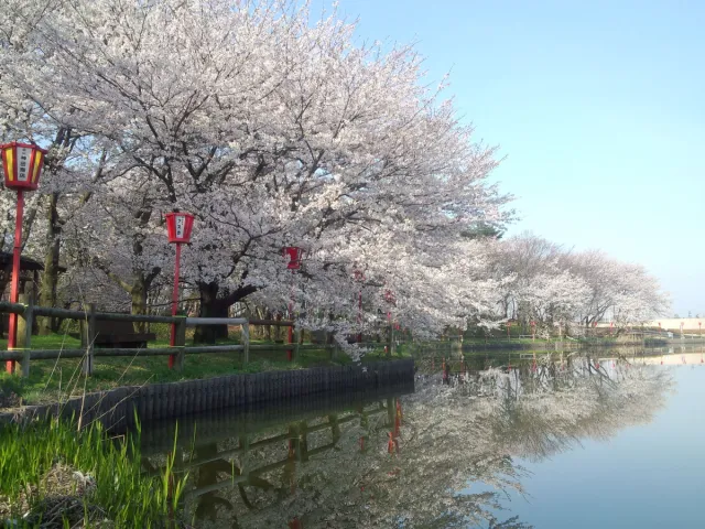桜の開花状況