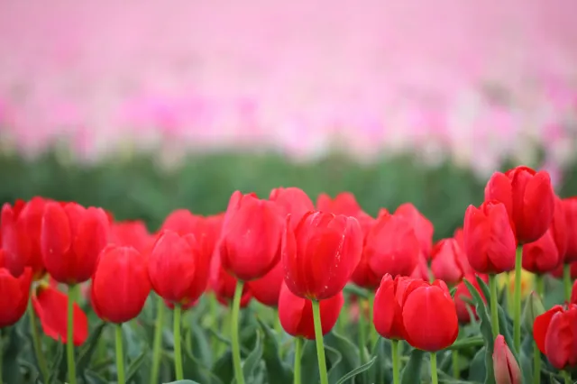 チューリップの開花状況