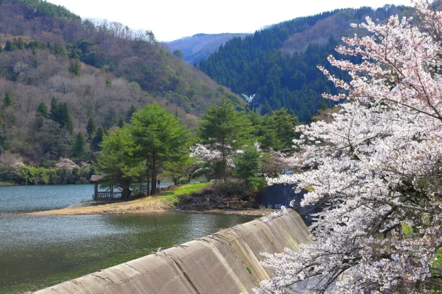 桜の開花状況