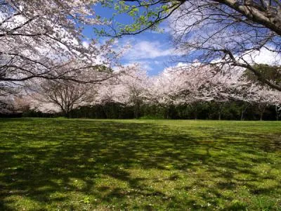 桜の開花状況
