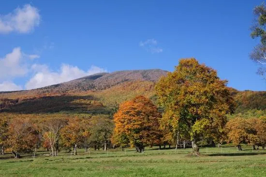 紅葉の見頃