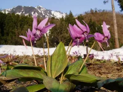 カタクリの開花状況
